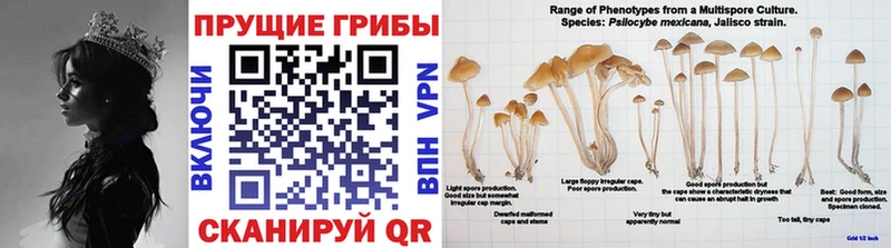 Галлюциногенные грибы Psilocybine cubensis  blacksprut ONION  Дальнереченск 